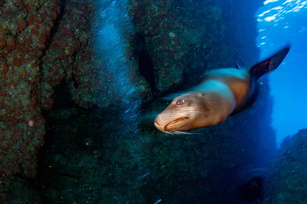 Leão Marinho Que Vem Até Você Enquanto Mergulha Galápagos Debaixo — Fotografia de Stock