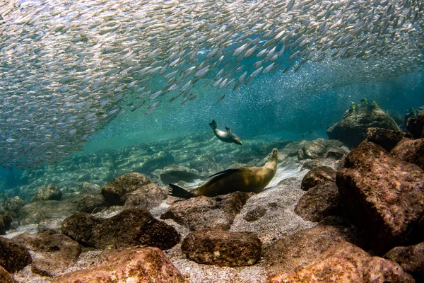 Nurkowanie Lwami Morskimi Podwodnym Morzu Cortez — Zdjęcie stockowe
