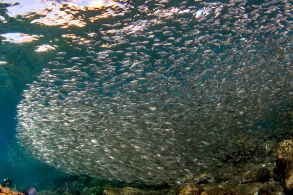 Всередині Сардини Приманка Кульова Риба Кортесі Морський Дайвінг Пульмо — стокове фото