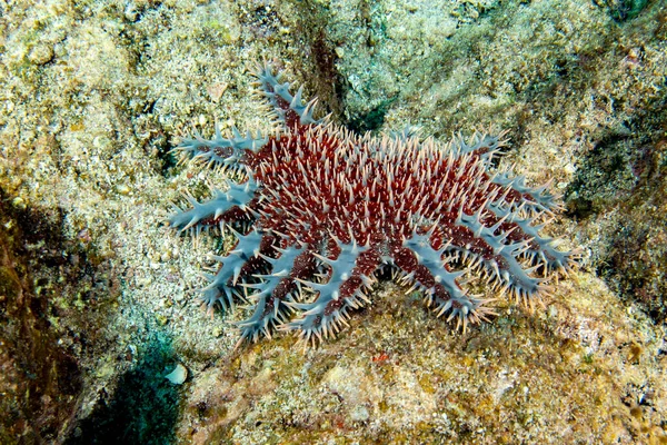 Crown Thorns Sea Star Eating Coraland Bleaching White — Stock Photo, Image