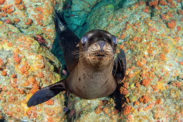 Zeeleeuw Komt Naar Toe Tijdens Het Duiken Galapagos Onderwater — Stockfoto