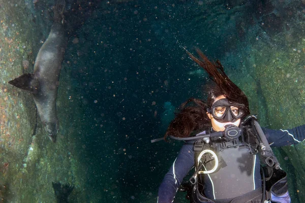 아름다운 라티나 소녀가물 코르테즈 바다에서 바다사자와 잠수하는 — 스톡 사진