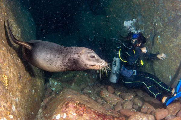 Bela Latina Menina Mergulho Com Leões Marinhos Cortez Mar Subaquático — Fotografia de Stock