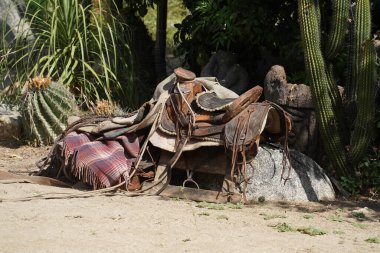 Kovboy Atı, Baja California 'da bir kaktüsün yanında.