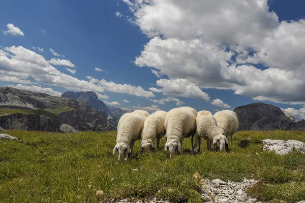 Sheep Portrait Dolomites Mountains Background Panorama — Stock Fotó