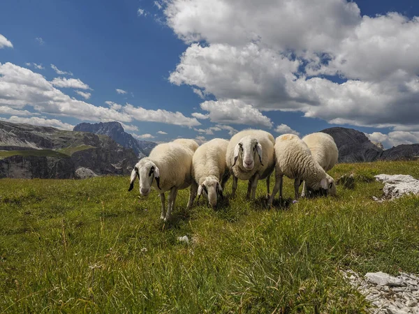 Πορτρέτο Προβάτων Dolomites Βουνά Φόντο Πανόραμα — Φωτογραφία Αρχείου