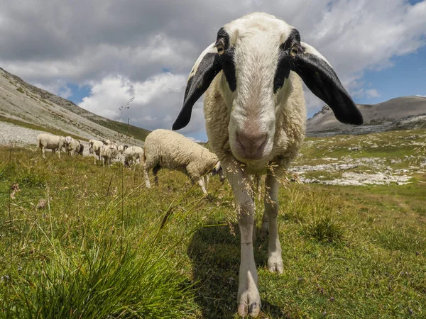 Sheep Portrait Dolomites Mountains Background Panorama — Zdjęcie stockowe
