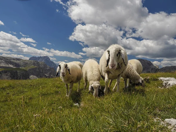 Sheep Portrait Dolomites Mountains Background Panorama — Stok fotoğraf