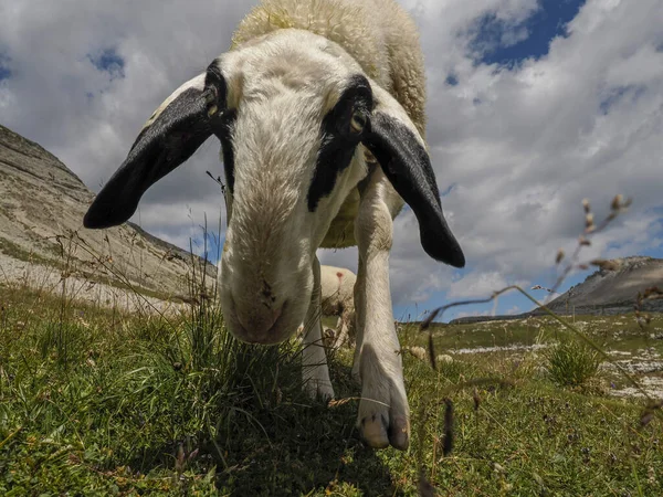 Sheep Portrait Dolomites Mountains Background Panorama — Foto de Stock