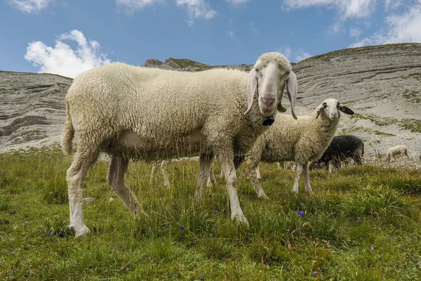 Sheep Portrait Dolomites Mountains Background Panorama — 图库照片