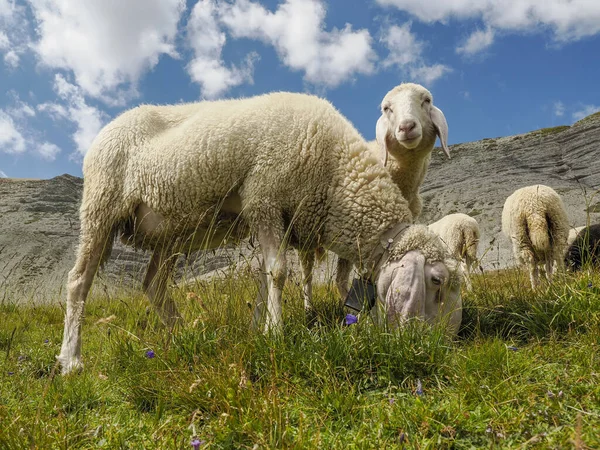 Sheep Portrait Dolomites Mountains Background Panorama — Zdjęcie stockowe