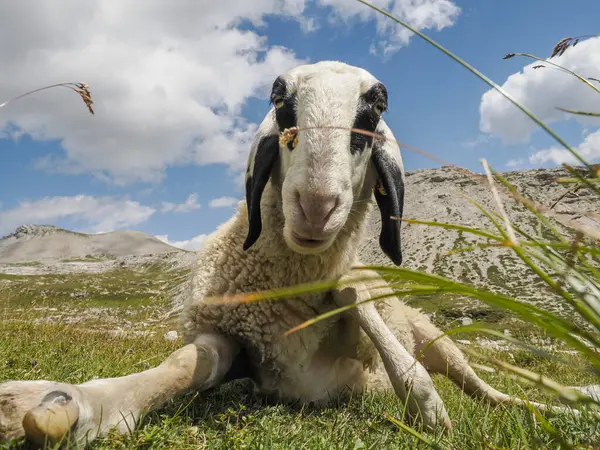 Sheep Portrait Dolomites Mountains Background Panorama — Foto Stock