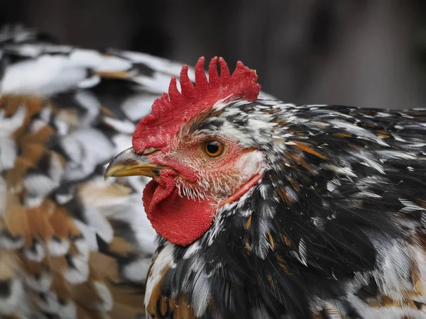 Free Range Rooster Looking You Portrait — Stock Photo, Image