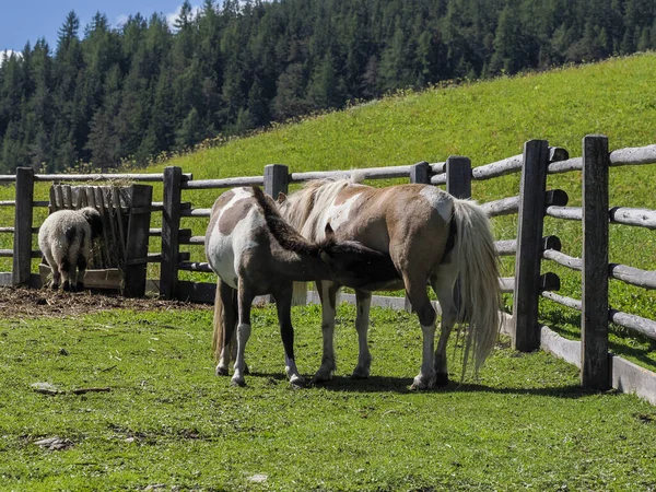 Ritratto Bellissimo Pony Miniatura Delle Shetland Estate — Foto Stock
