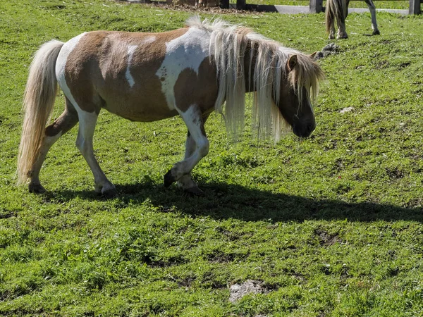 Retrato Del Hermoso Pony Miniatura Raza Los Shetland Verano —  Fotos de Stock