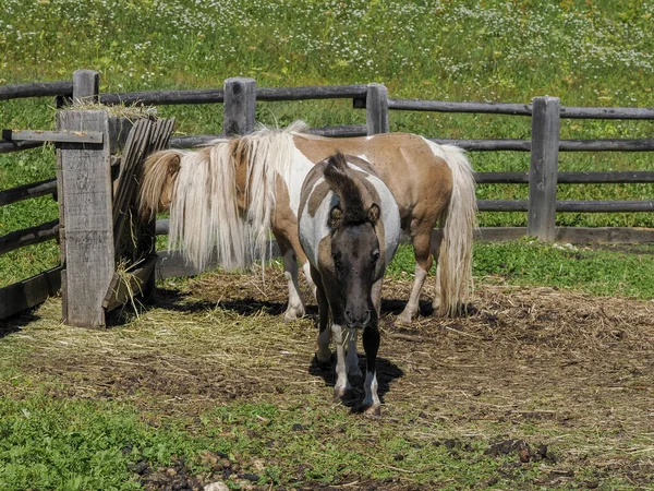 Portret Van Prachtige Miniatuur Shetland Ras Pony Zomer — Stockfoto