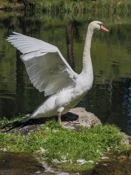 Cisne Branco Gracioso Nadando Lago Cisnes Natureza Retrato Cisne Branco — Fotografia de Stock