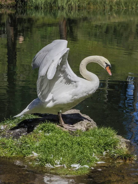 Cisne Branco Gracioso Nadando Lago Cisnes Natureza Retrato Cisne Branco — Fotografia de Stock