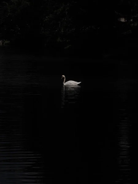 优雅的白天鹅在湖中游泳 天鹅在野外 在湖上游泳的白天鹅的画像 沉默的天鹅 叫天鹅绒色 — 图库照片