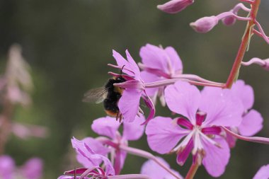Arı ve çiçek. Büyük çizgili bir arının yakınında yeşil arka plandaki bir çiçekten polen toplar. Yaz ve bahar arkaplanları