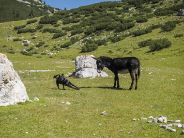 Parlak resim komik eşek ve köpek çimlerin üzerinde güneşli bir gün