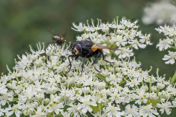 Fliegen Sie Auf Einer Blume Großaufnahme Von Insekten Auf Grünem — Stockfoto