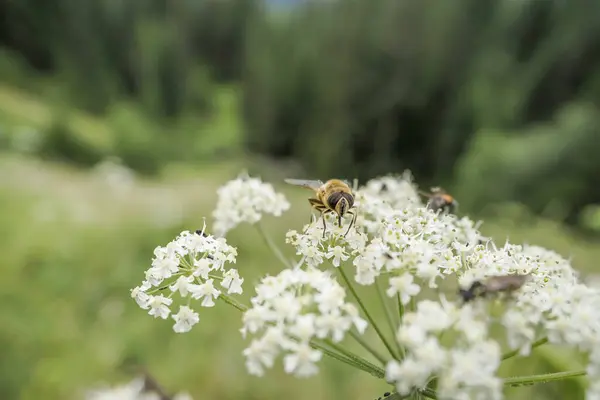 Biene Und Blume Großaufnahme Einer Großen Gestreiften Biene Sammelt Pollen — Stockfoto