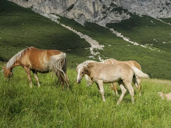 白云山青草上的马背景全景 — 图库照片