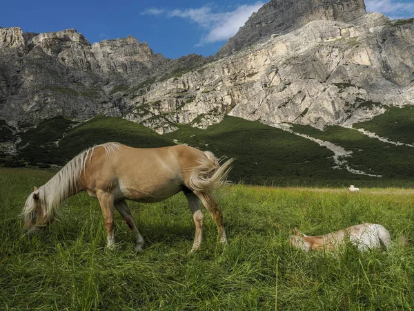 Koně Trávě Dolomitech Hory Pozadí Panorama — Stock fotografie