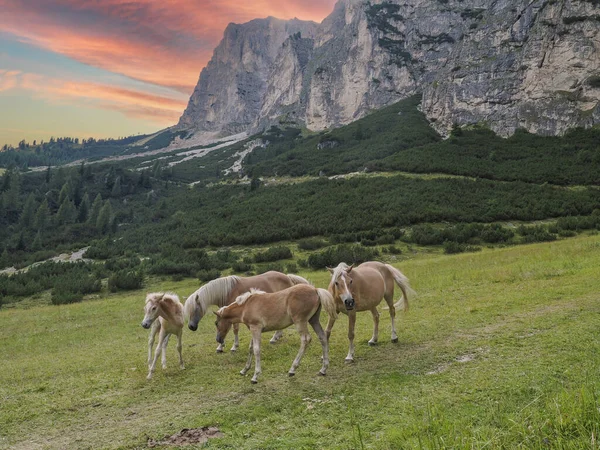 Hästar Gräs Dolomiter Berg Bakgrund Panorama — Stockfoto
