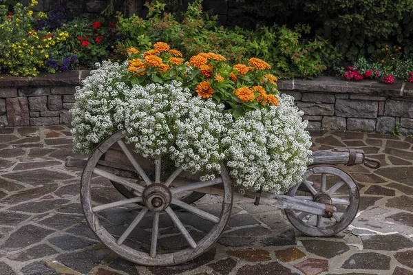 Flores Uma Carruagem Carruagem Madeira — Fotografia de Stock