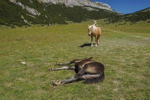 Koń Relaks Trawie Dolomitach Góry Panorama Tła — Zdjęcie stockowe