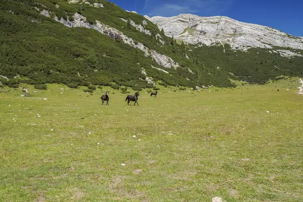 Dolomite Dağlarında Çimlerin Üzerinde Atlar Arka Planda Panorama — Stok fotoğraf