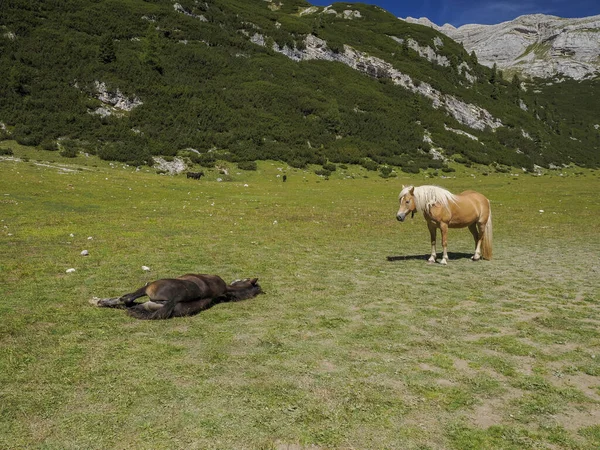 Cavallo Rilassante Erba Dolomiti Montagne Sfondo Panorama — Foto Stock