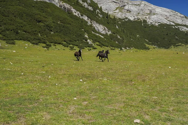 Pferde Auf Gras Den Dolomiten Berge Hintergrundpanorama — Stockfoto