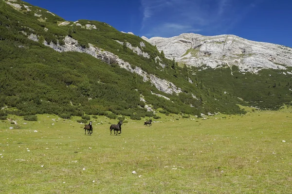 Caballos Sobre Hierba Dolomitas Montañas Fondo Panorama —  Fotos de Stock