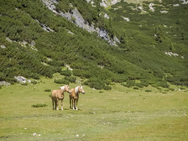 ドロマイト山脈の草の上の馬の背景パノラマ — ストック写真