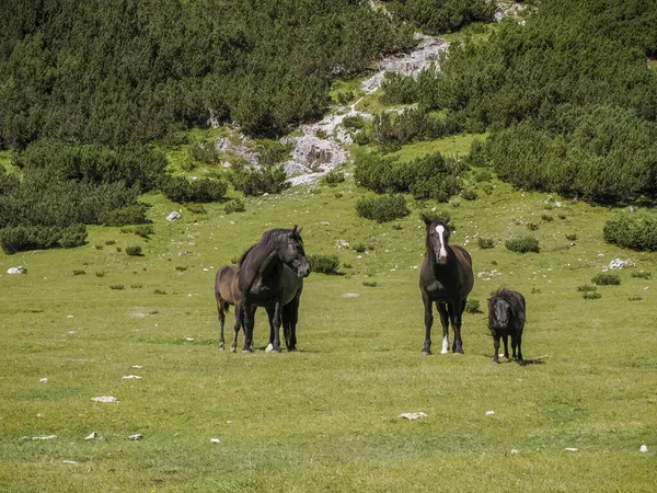Konie Trawie Dolomitach Góry Panorama Tła — Zdjęcie stockowe