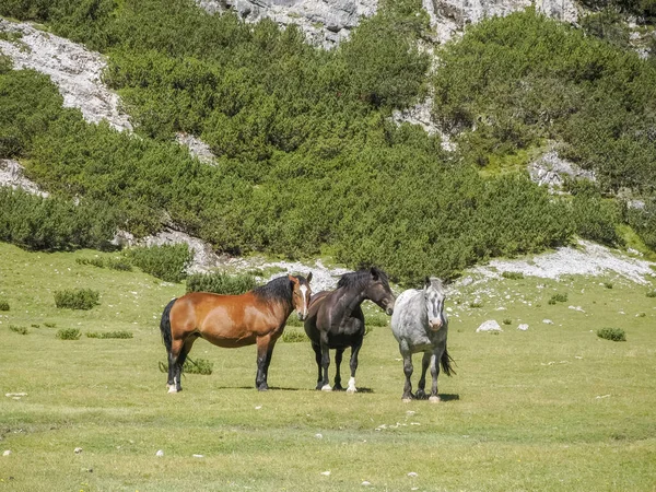 Dolomite Dağlarında Çimlerin Üzerinde Atlar Arka Planda Panorama — Stok fotoğraf