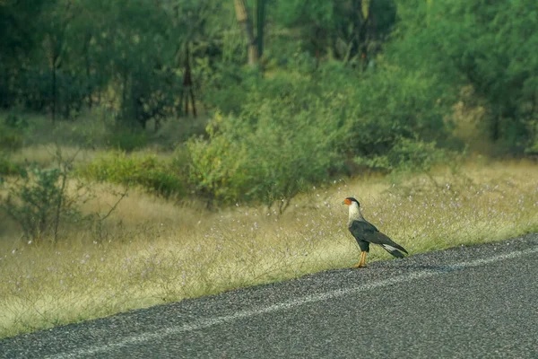 stock image caracara bird on the road in mexico