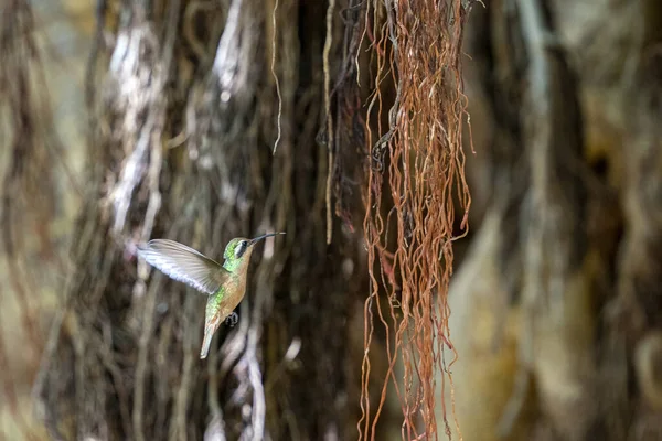 蜂鸟在无花果树背景上飞行 — 图库照片