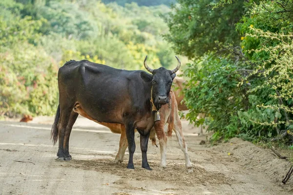 cow on the road in the Baja california sur desert sierra de la laguna