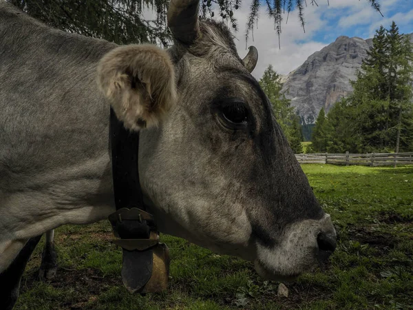 Vaca Close Montanhas Dolomitas — Fotografia de Stock