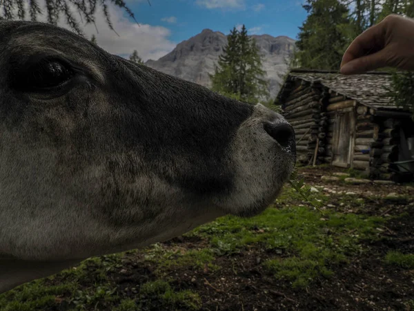 Dolomite Dağlarına Yakın Bir Inek — Stok fotoğraf