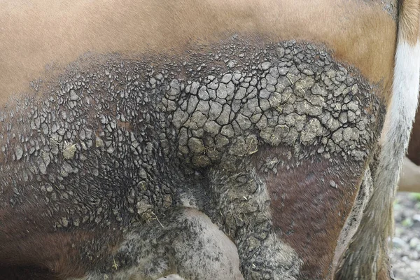 Mud Cow Skin Detail Close — Stock Photo, Image