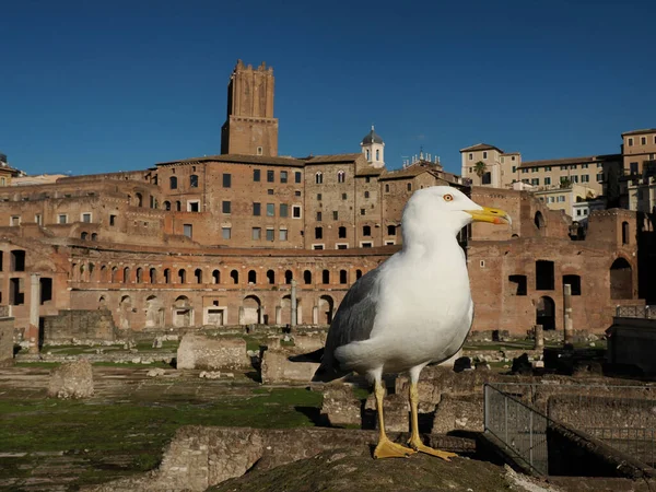 Möwe Porträt Auf Fori Imperiali Rom Gebäude Auf Dem Gehweg — Stockfoto