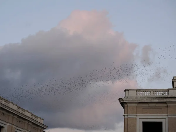 Große Schar Von Staren Vögel Fliegen Rom Bei Sonnenuntergang Blick — Stockfoto