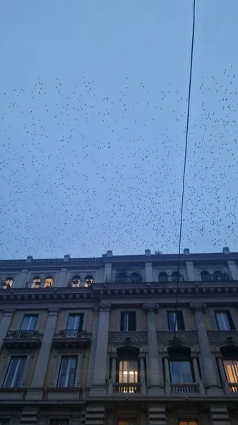 Starling Flock Sunset Saturate Sky Rome Italy — Stock Photo, Image