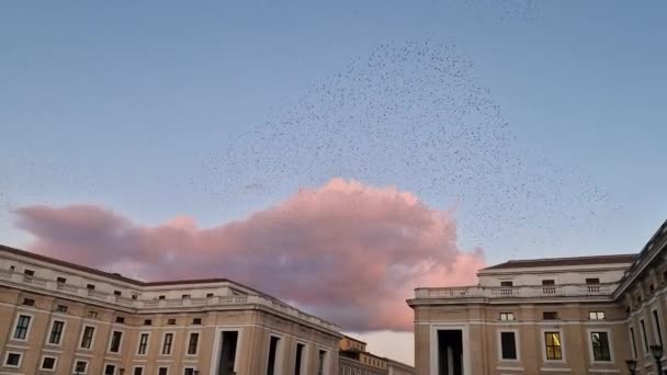 Gün Batımında Sığırcık Sürüsü Roma Talya Nın Gökyüzünü Doyuruyor — Stok video