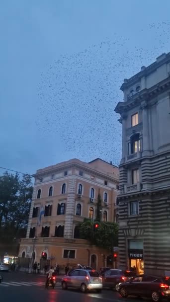 Starling Flock Sunset Saturate Sky Rome Italy — Stock Video